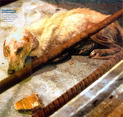 Der Schrei - Ausgabe 2 der Dokumentation von Christa Schechtls Arbeit im Tierschutz