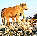 Der Schrei - Ausgabe 2 der Dokumentation von Christa Schechtls Arbeit im Tierschutz