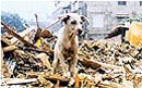 Der Schrei - Ausgabe 2 der Dokumentation von Christa Schechtls Arbeit im Tierschutz