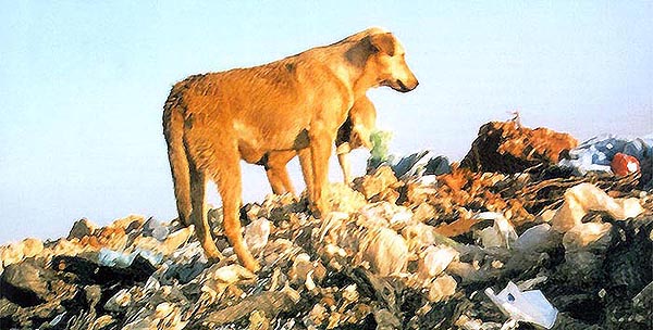 Der Schrei - Ausgabe 2 der Dokumentation von Christa Schechtls Arbeit im Tierschutz
