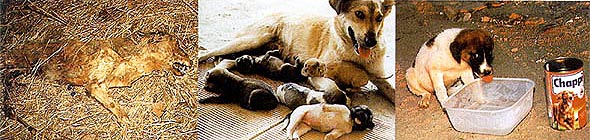 Der Schrei - Ausgabe 2 der Dokumentation von Christa Schechtls Arbeit im Tierschutz